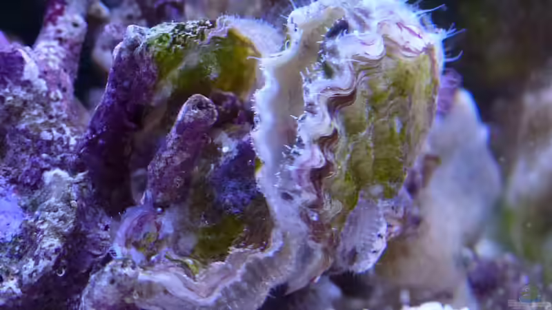 Begriffe erklärt: Was sind Mollusken?