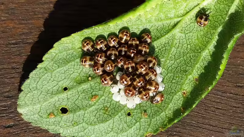 Begriffe erklärt: Was sind Nymphen?