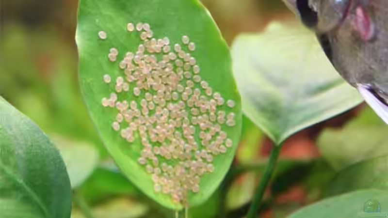 Begriffe erklärt: Was sind Offenbrüter?