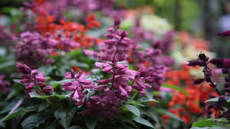 Begriffe erklärt: Was sind Staudenrabatte?