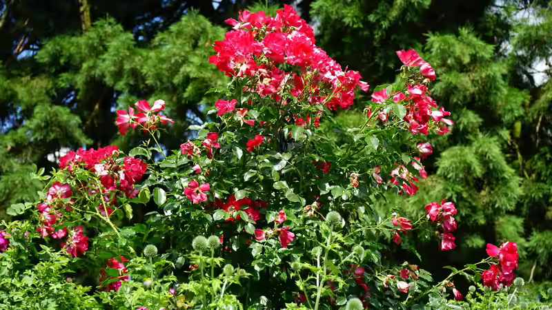 Begriffe erklärt: Was sind Staudenrabatte?