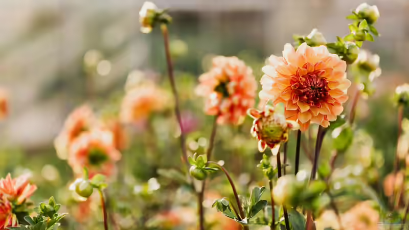 Begriffe erklärt: Was sind Staudenrabatte?