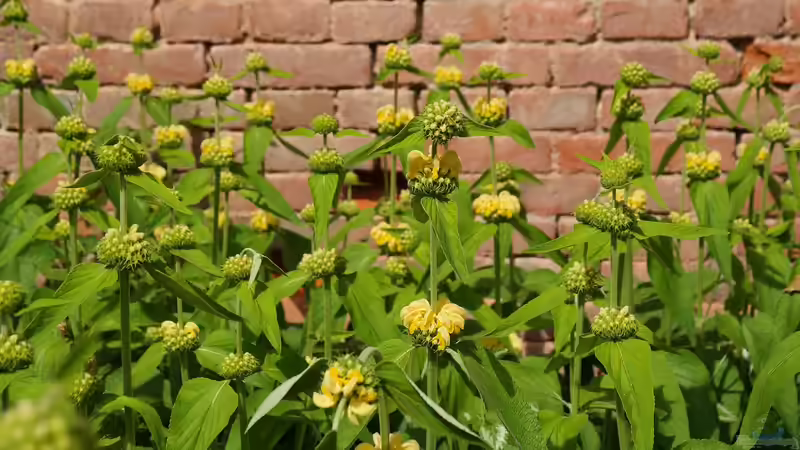 Begriffe erklärt: Was sind Staudenrabatte?