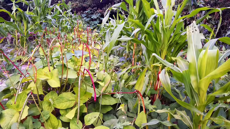 Begriffe erklärt: Was verseht man unter Permakultur?