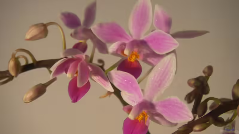 Begriffe erklärt: Was versteht man unter einem Kindel?