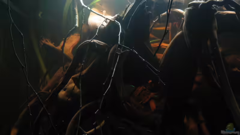 ´behandelte´ Birkenäste hinzugefügt von Alex S (29)