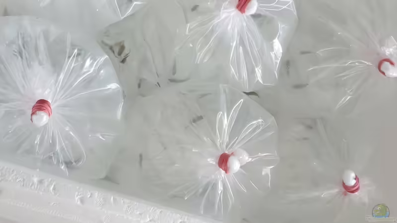 Bei Ankunft 160620 von Ravy (15)