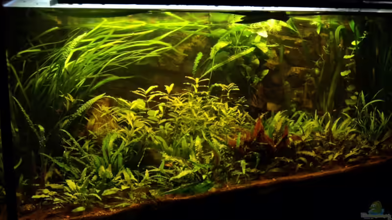 Bei Dämmerlicht. (nur die zwei T8 in der Abdeckung) von FrankenTho (2)