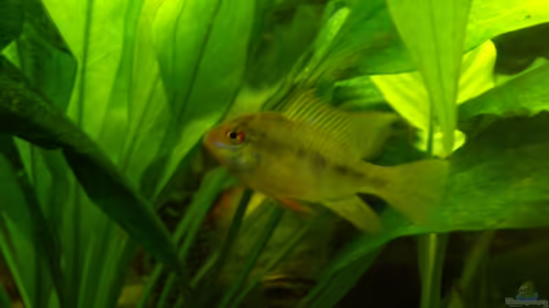 bei dem bin ich mir nicht sicher, ich denke es ist auch ein Männchen, allerding von Julian Garnisch (12)