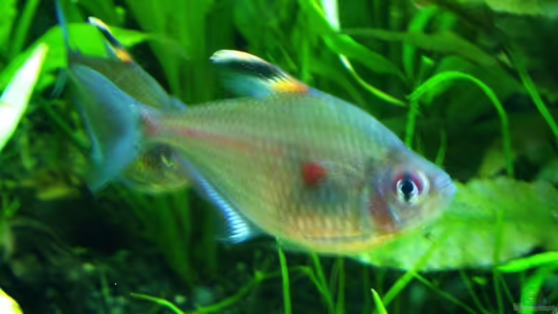 Seemandelbaumblätter im Aquarium (Ein Seemandelbaumblatt einsetzen)