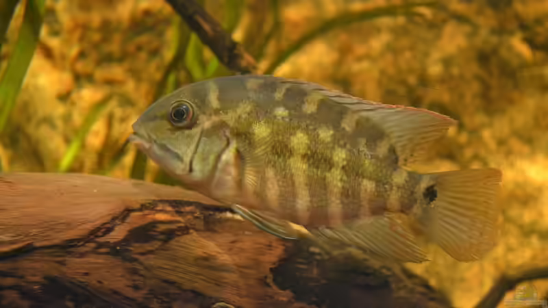 Hoplarchus psittacus im Aquarium halten (Einrichtungsbeispiele für Papageienbuntbarsche)