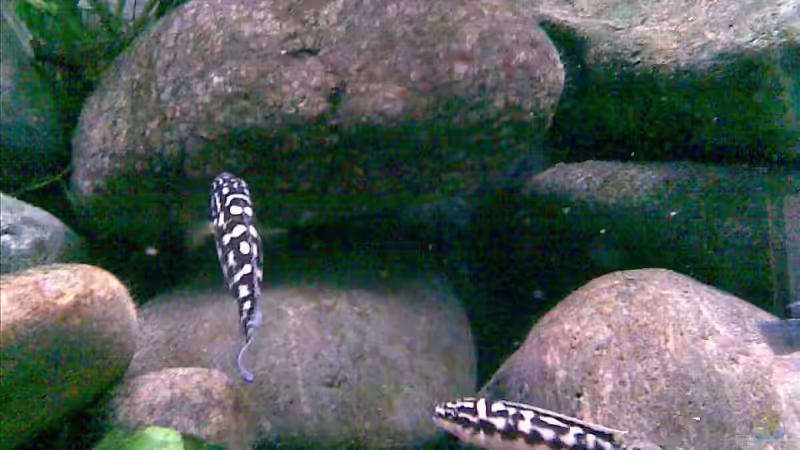 Bei der  revier verteidigung! von Michael Geigel (25)