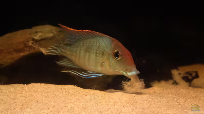 Bei der Arbeit ;) von AmazonasFelix (14)