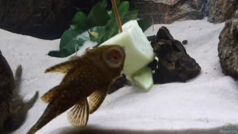 bei der ´arbeit´ von Gladbacherfohlen86 (44)