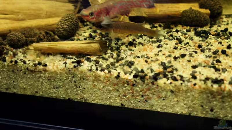 bei der Balz von die Perle... (60)