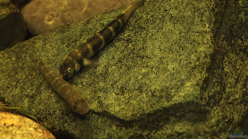 Bei der Balz von Stanislav Kislyuk (17)