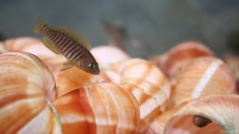 Bei der Brutpflege... von Julien Preuß (16)