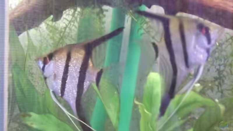 Bei der Brutpflege von ~Danny~ (33)