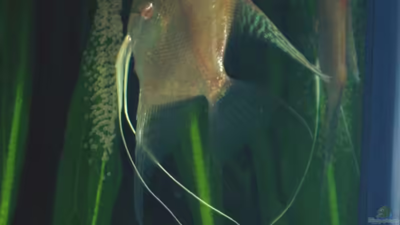 Bei der Eiablage von Michael Sch. (12)