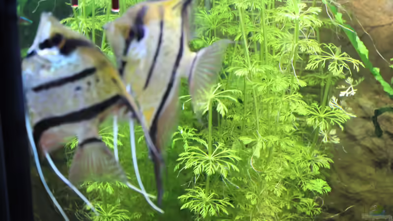 Bei der Eiablage von Ottche (156)