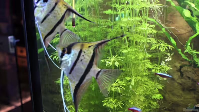 Bei der Eiablage von Ottche (166)