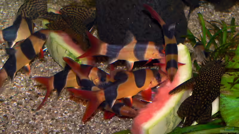 Bei der Fütterung von Daniel Nimmervoll (21)