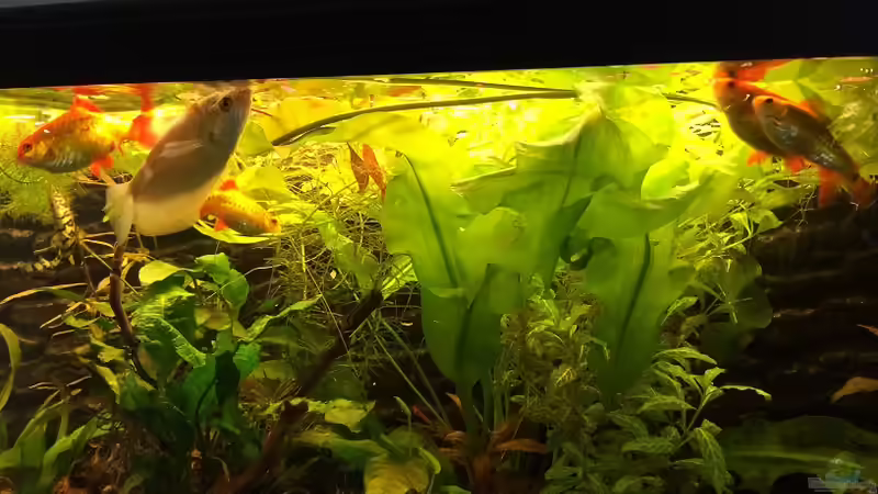 Bei der Fütterung von Mesmerize (2)