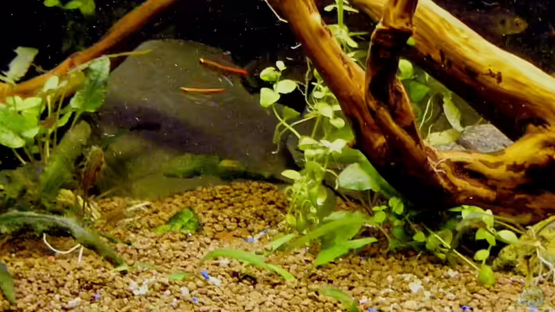 bei der Wurzel von Falk (16)