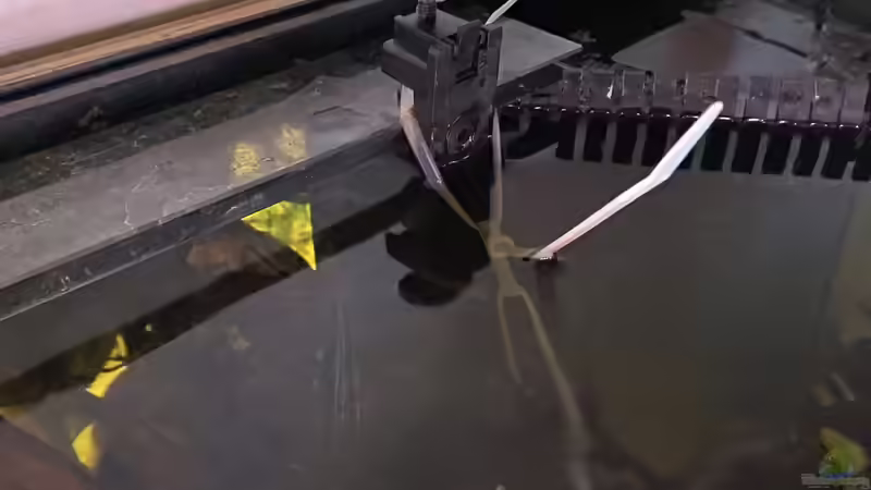 Bei derBefestigung von Wurzeln ist Kreativität gefragt...  von Gregorsimsel (13)