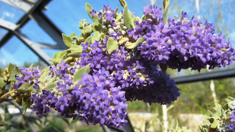 Bei deutschen Hobbygärtnern beliebte Präriepflanzen aus Nordamerika