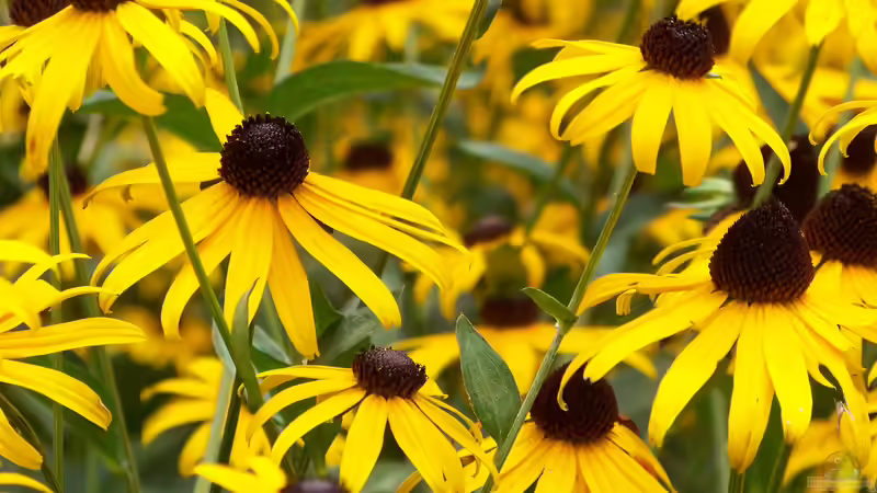 Bei deutschen Hobbygärtnern beliebte Präriepflanzen aus Nordamerika