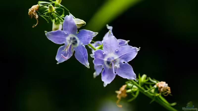 Bei deutschen Hobbygärtnern beliebte Präriepflanzen aus Nordamerika