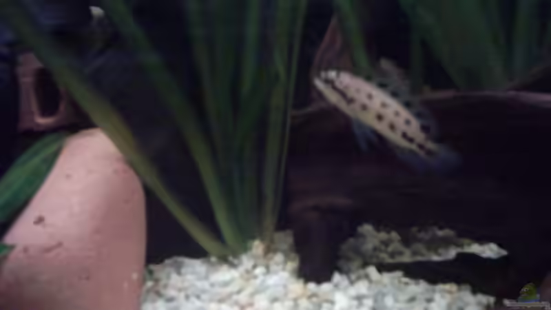 bei diesem fisch weiß ich nicht wie er heist von David Herzog (5)