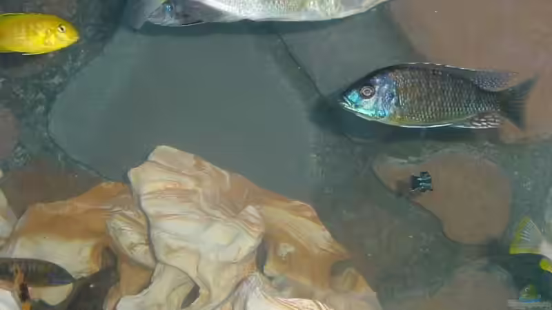 bei disem Fisch rechts im Bild weiss ich den Namen leider nicht freu mich jedoch über jeden Kommentar von euch  von Pierre Steinbach (12)