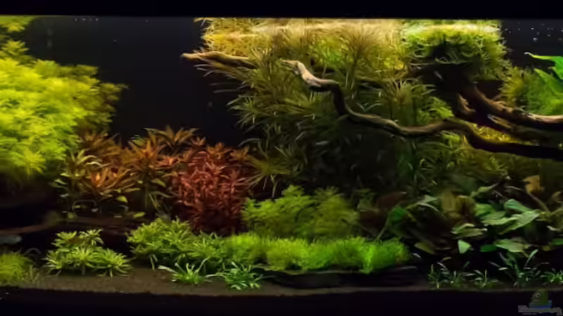 Bei gedimmten Abendlicht am 30.10.2013 von Finch (3)