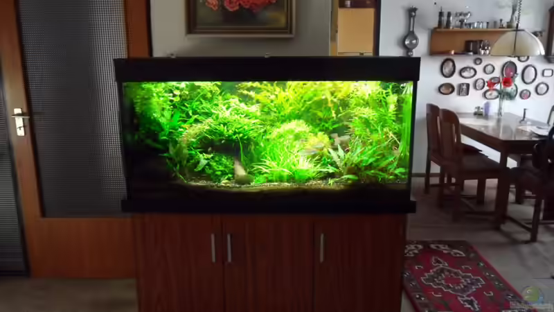 bei jedem Gärtnern mal mehr und mal weniger von Bungi (14)