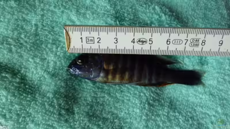 bei jeder Beckenumsetzung wird vermessen von Couro (79)