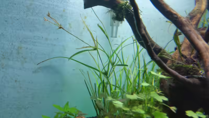 Juncus repens im Aquarium (Einrichtungsbeispiele mit Kriechende Binse)