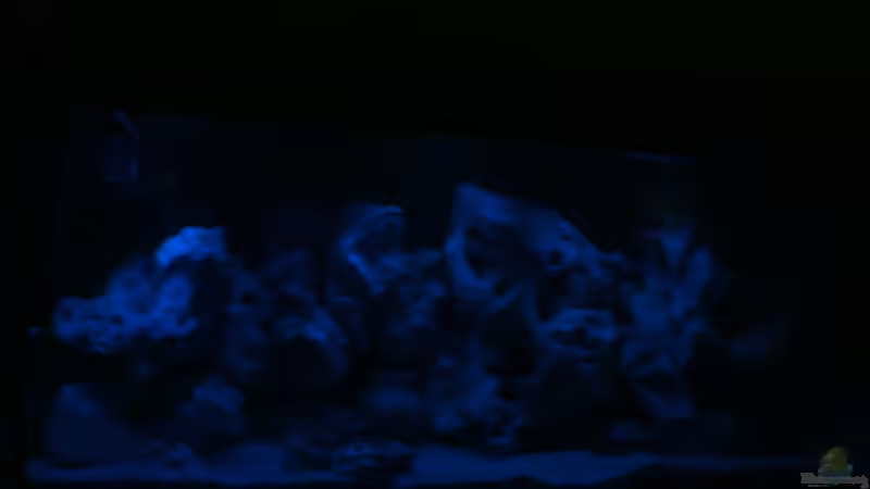 bei Mondlicht von Bruno Dewald (2)