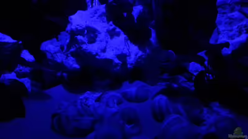 Bei Mondlicht von Daniel Kastner (7)