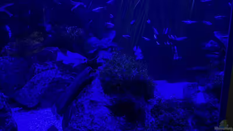 Bei Mondlicht von Dietmar Keßl (24)