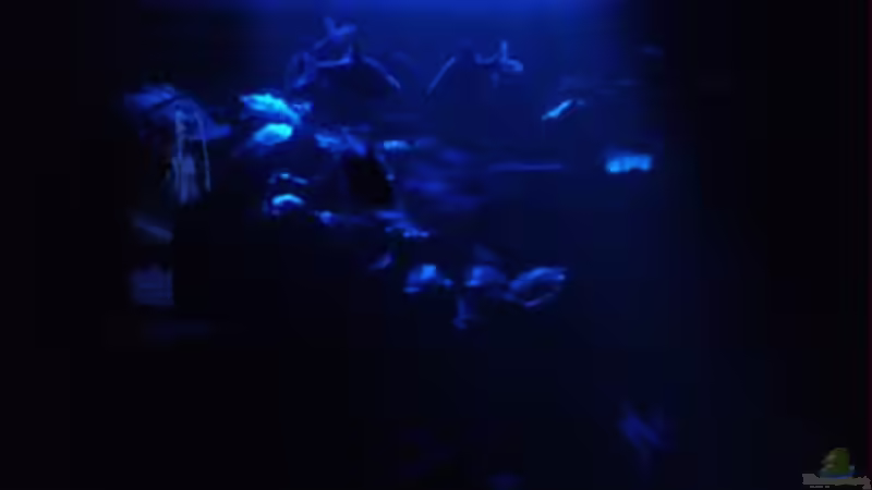 bei Mondlicht von Greedo (2)