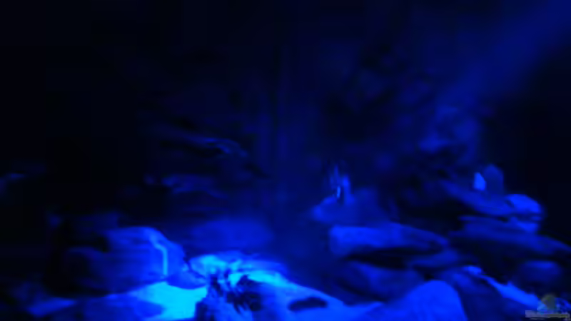 bei Mondlicht von Malawibilly (2)