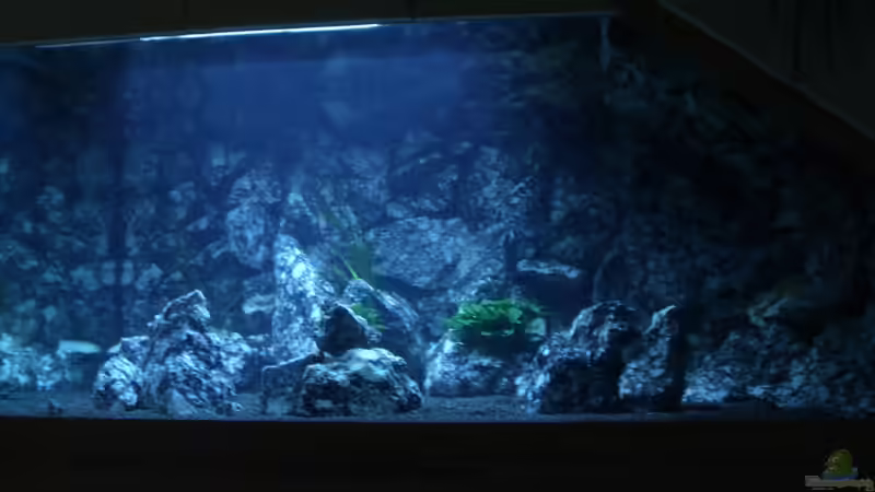 bei Mondlicht von Markus Maier (13)