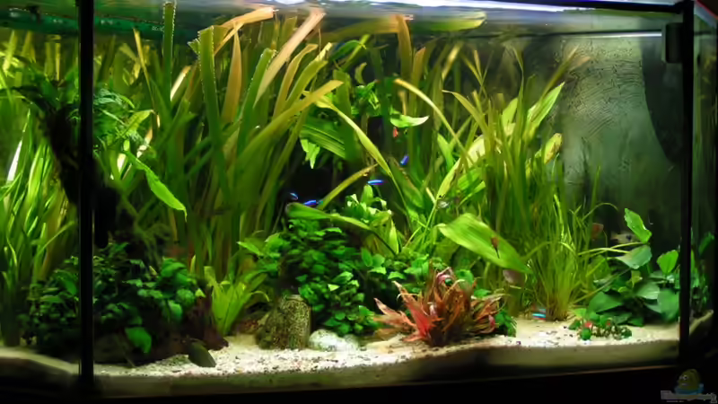 Bei Mondlicht! von Vito (19)