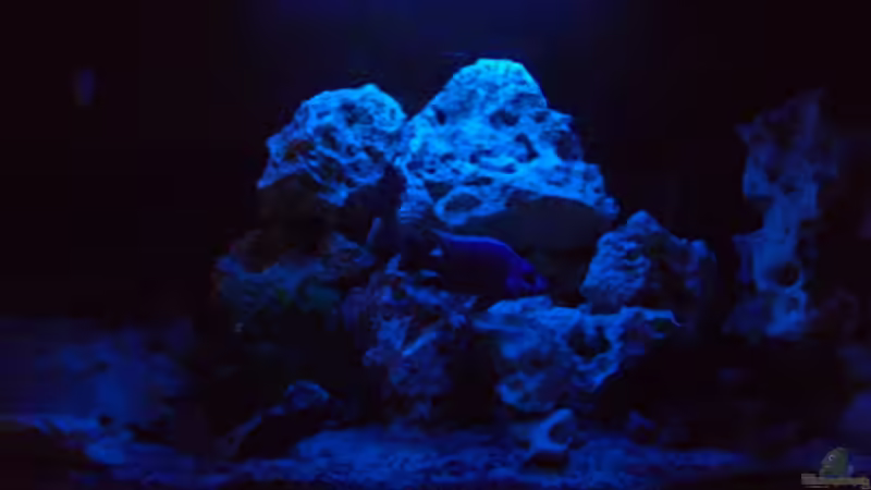 Bei Mondschein :-) von Dominic Zuccarelli (7)