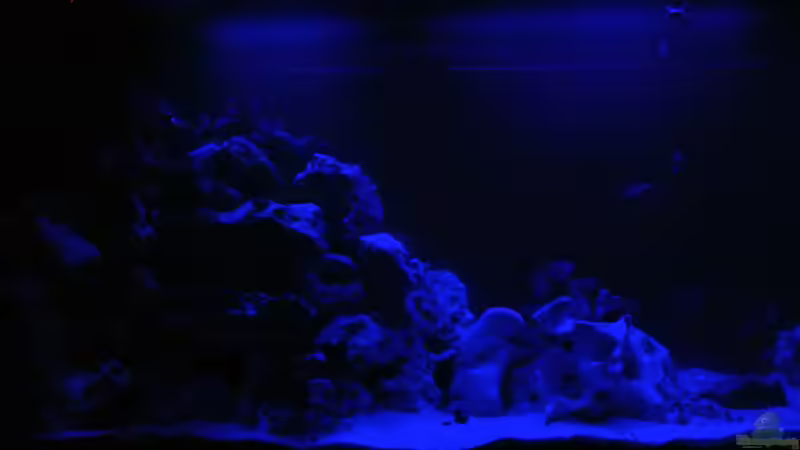 Bei Moonlight von Alsi (55)