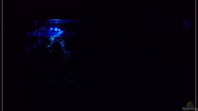 Bei Nacht von *Dominique* (6)