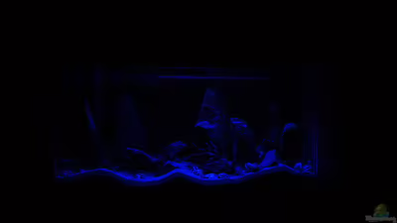 Bei Nacht von junger Aquarianer (15)