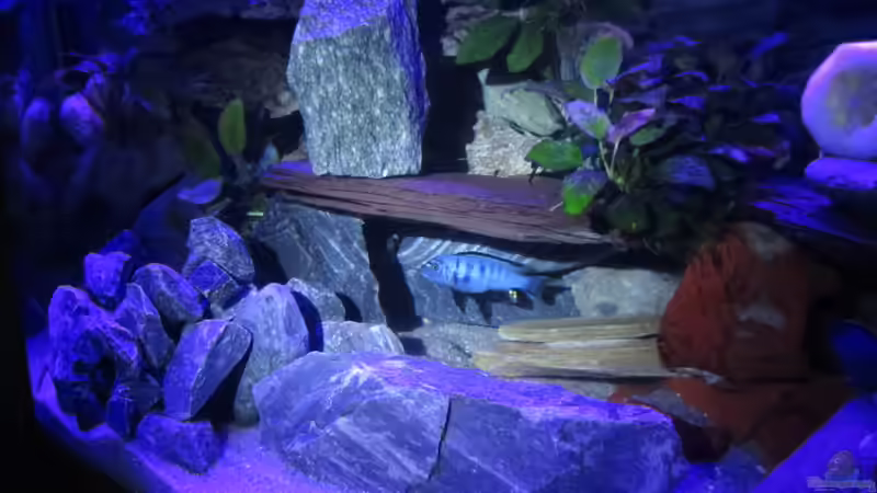 bei Nacht von Mbuna (35)